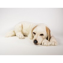Labrador Retriever 1201 by Piutrè 
