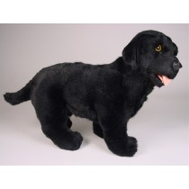 Labrador Retriever Puppy 3338 by Piutrè 