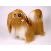 Lhasa Apso 1255 by Piutrè