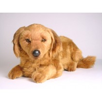 Longhaired Dachshund Puppy 2255 by Piutrè 