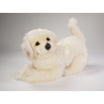 ​M​aremma Sheepdog Puppy 3215​ by Piutrè