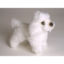 Miniature Poodle (Miniature) 4286 by Piutrè 