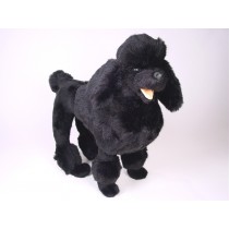 Miniature Poodle 0251 by Piutrè