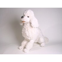 Miniature Poodle 0258 by Piutrè