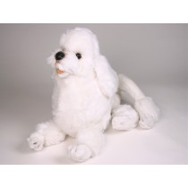 Miniature Poodle 0259 by Piutrè