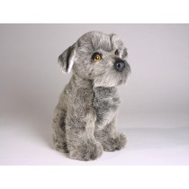 Miniature Schnauzer Puppy 1207 by Piutrè