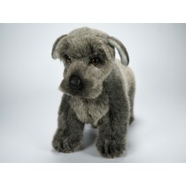 Miniature Schnauzer Puppy 1364 by Piutrè 