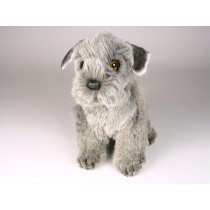 Miniature Schnauzer Puppy 1259 by Piutrè