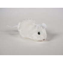 Mouse 0627