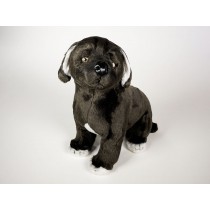 Neapolitan Mastiff Puppy 1297 by Piutrè