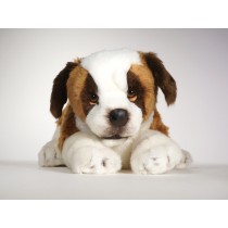 Saint Bernard Puppy 2296 by Piutrè 