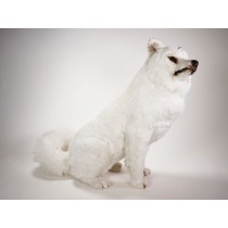 Samoyed 3257 by Piutrè 