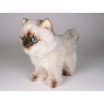 ​Seal Point Himalayan ​Kitten ​2368 by Piutrè 