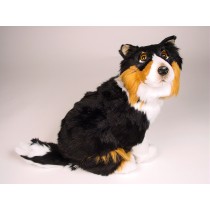 Shetland Sheepdog Puppy 3322 by Piutrè 