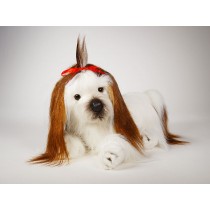 Shih Tzu 3273 by Piutrè 