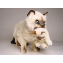 Siamese Cat with Kitten 2394 by Piutrè