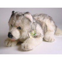 Siberian Husky Puppy 2216 by Piutrè