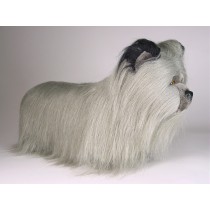 Skye Terrier Puppy 1268 by Piutrè