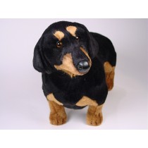 Smooth Dachshund 1210 by Piutrè
