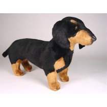 Smooth Dachshund 1214 by Piutrè