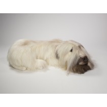 ​Soft-Coated Wheaten Terrier 0255 by Piutrè