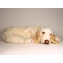 Spinone Italiano 2262 by Piutrè