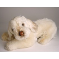Spinone Italiano Puppy 2263 by Piutrè