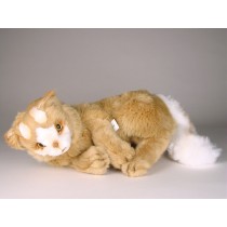 Turkish Van Kitten 0329 by Piutrè