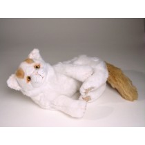 Turkish Van Kitten 2319 by Piutrè 