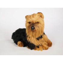 Yorkshire Terrier 3299 by Piutrè