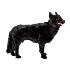 Belgian Sheepdog 1251 by Piutrè 