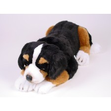 Bernese Mountain Dog Puppy 1265 by Piutrè