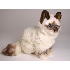 Birman Kitten 2313 by Piutrè