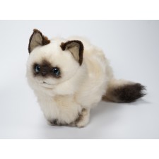 Birman Kitten 2315 by Piutrè