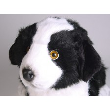 Border Collie Puppy 1218 by Piutrè