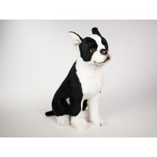 Boston Terrier 4220 by Piutrè 