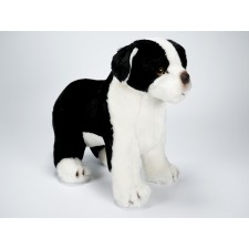 Boston Terrier Puppy 1362 by Piutrè 