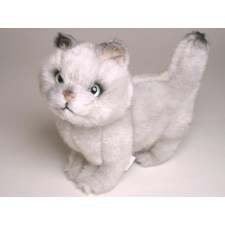 British Shorthair Kitten 2462 by Piutrè 