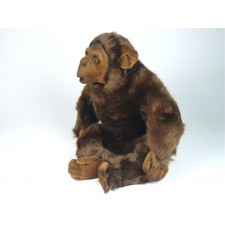 Chimpanzee 2570 by Piutrè 