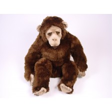 Chimpanzee 2571 by Piutrè 