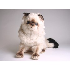 Colorpoint Ragdoll Cat 2360 by Piutrè 