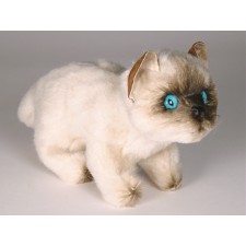 Colorpoint Ragdoll Kitten 2362 by Piutrè 