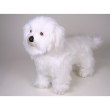 Coton de Tulear 0277 by Piutrè