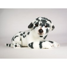 Dalmatian Puppy 3234 by Piutrè 
