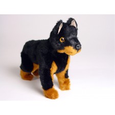 Doberman Pinscher (Miniature) 4288 by Piutrè 