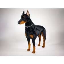 Doberman Pinscher 0265 by Piutrè 