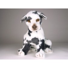 Harlequin Great Dane Puppy 3311 by Piutrè 