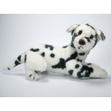 Harlequin Great Dane Puppy 3312 by Piutrè