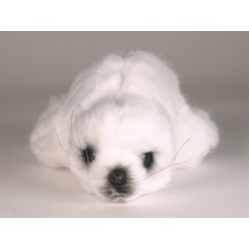 Harp Seal Pup 2543 by Piutrè 