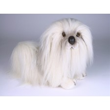 Havanese 1288 by Piutrè